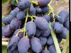 Butasi de vita de vie de anul 3