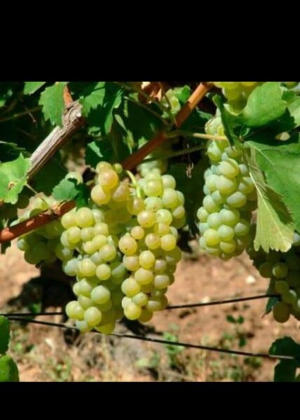 Butasi de vita de vie de anul 3