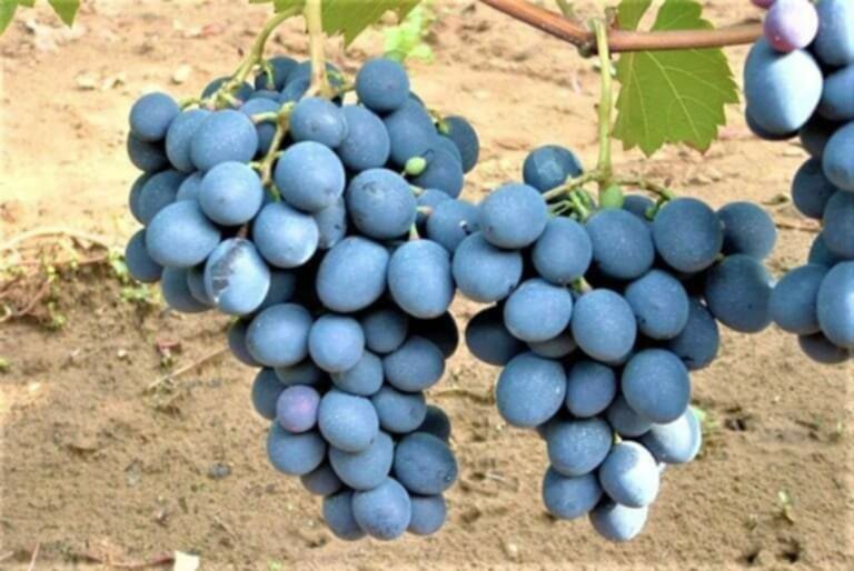 Butasi de vita de vie de anul 3