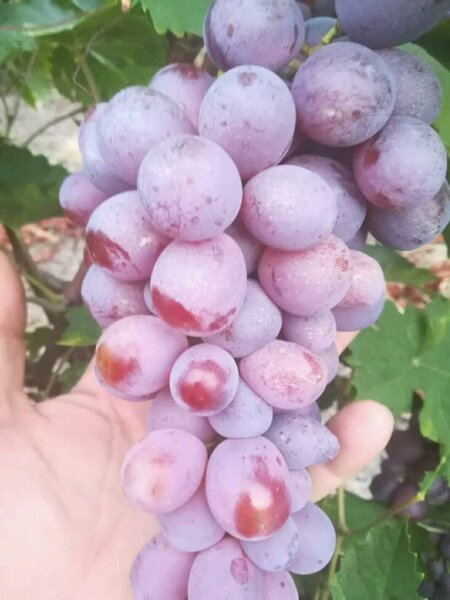 Butasi de vita de vie de anul 3