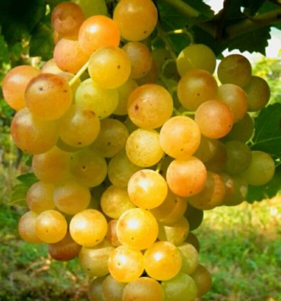 Butasi de vita de vie de anul 3